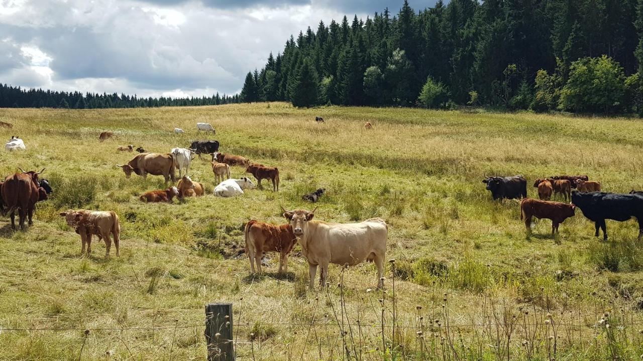 Apartmány Plešivec Abertamy Esterno foto